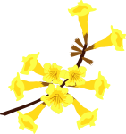 Ipê Amarelo Flor